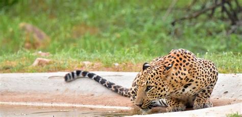 Amagarh Galta safari in jaipur .